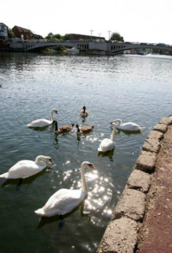 Swans